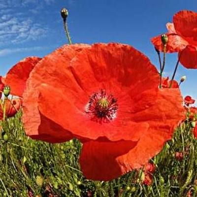 奥特曼热血英雄